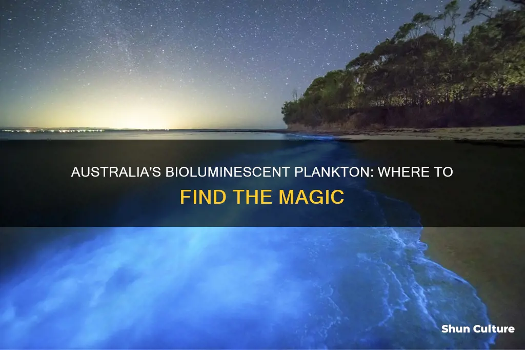 where to find bioluminescent plankton australia