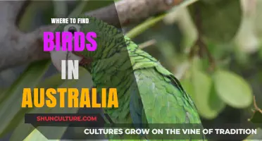 Discover Australia's Best Bird-Watching Spots