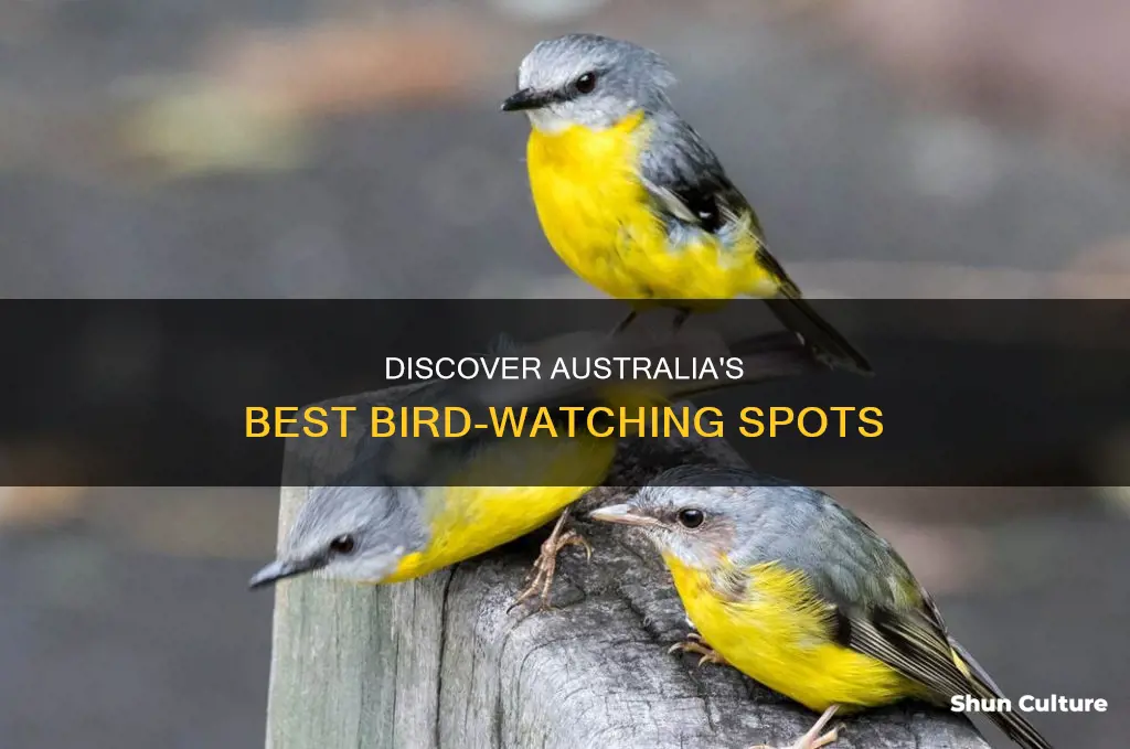 where to find birds in australia