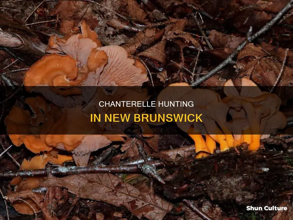 where to find chanterelles in new brunswick