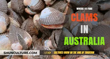 Best Clamming Spots in Australia