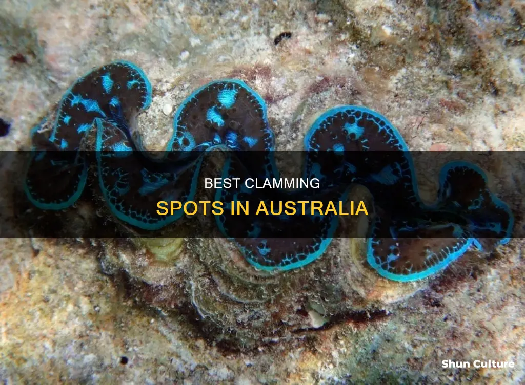 where to find clams in australia
