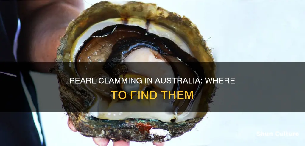 where to find clams with pearls in australia