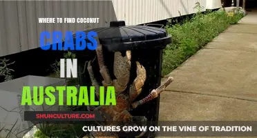 Discover Coconut Crabs in Australia's Tropical North