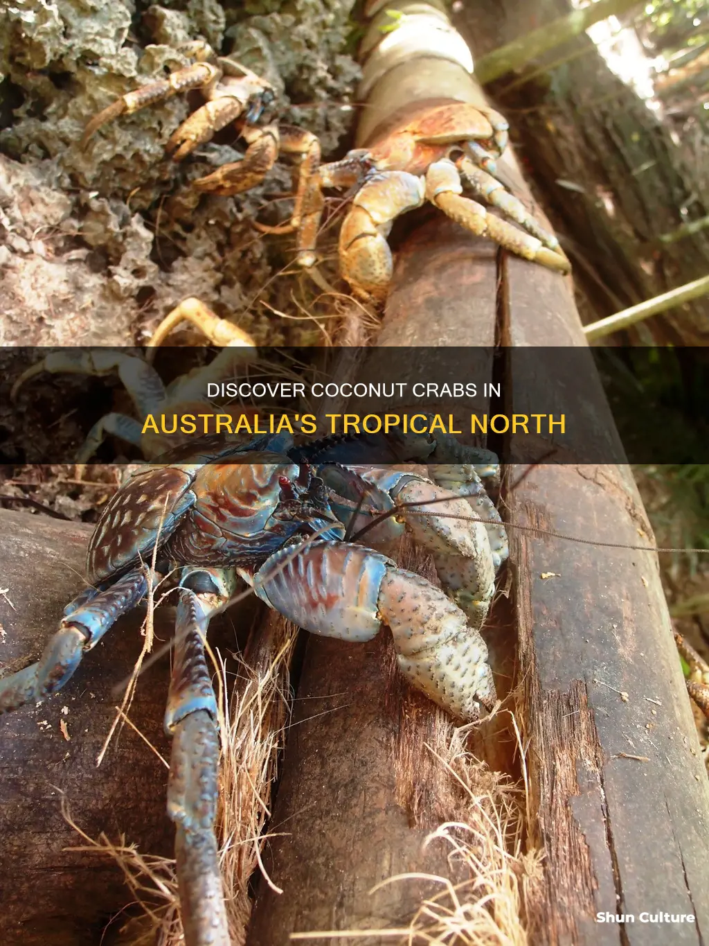 where to find coconut crabs in australia