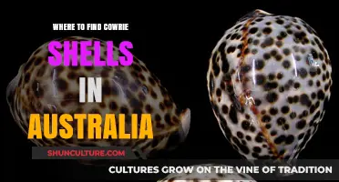Cowrie Shells: Discovering Australia's Coastal Treasures
