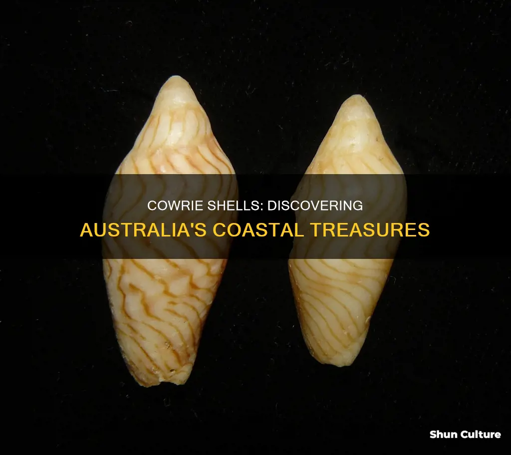 where to find cowrie shells in australia