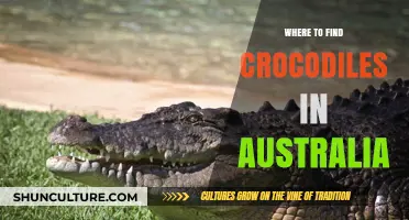 Crocodile Spotting: Australia's Top Crocodile Havens