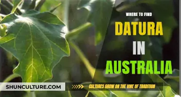 Datura: Where to Find This Plant in Australia