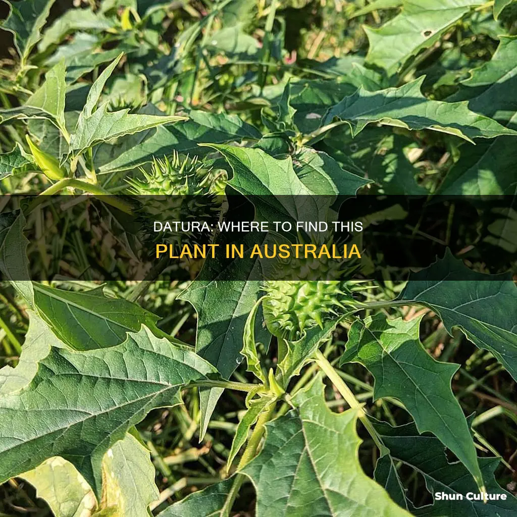 where to find datura in australia
