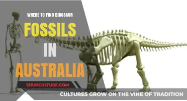 Discovering Dinosaur Fossils in Australia: Top Locations