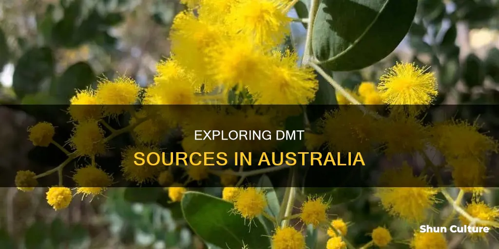 where to find dmt australia