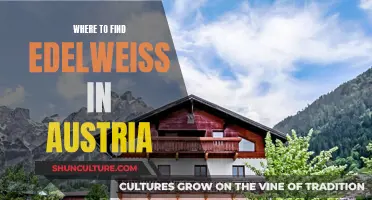 Edelweiss in Austria: A Guide to Finding This Flower