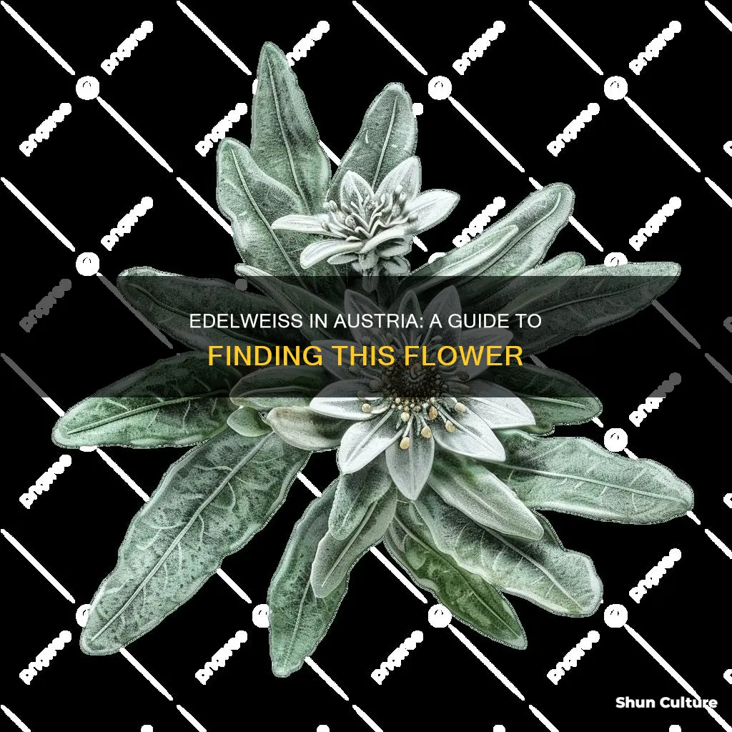 where to find edelweiss in austria