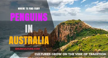Discovering Fairy Penguins in Australia