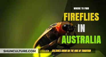 Fireflies in Australia: Where to Find Them