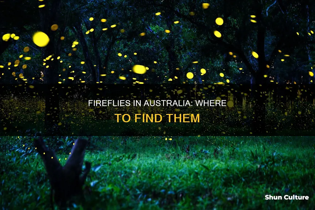 where to find fireflies in australia