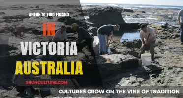 Fossil Hunting in Victoria: Unearthing Ancient Treasures