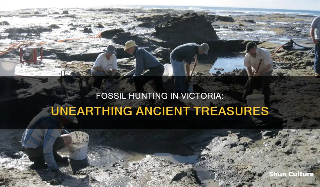 where to find fossils in victoria australia