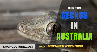 Discovering Geckos in Australia: Their Natural Habitats