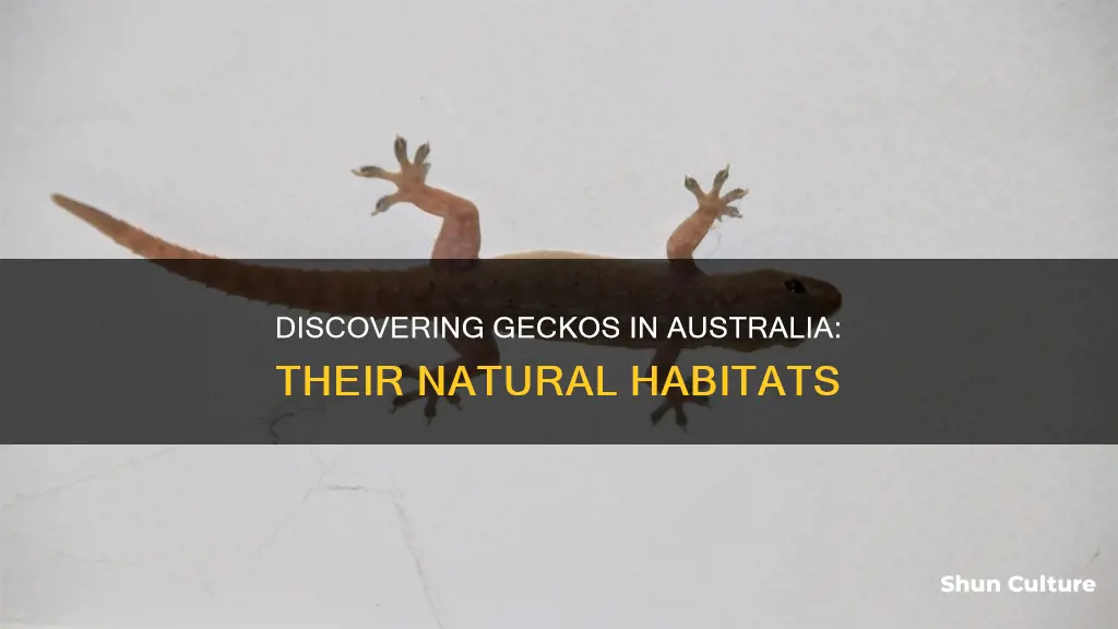 where to find geckos in australia