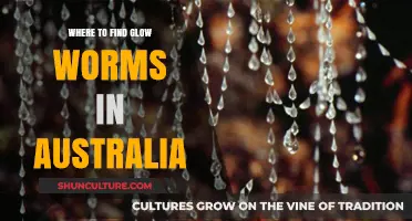 Discover Australia's Glow Worm Caves and Grottos
