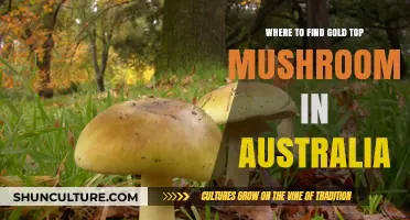 Gold Top Mushrooms: Where to Find Them in Australia