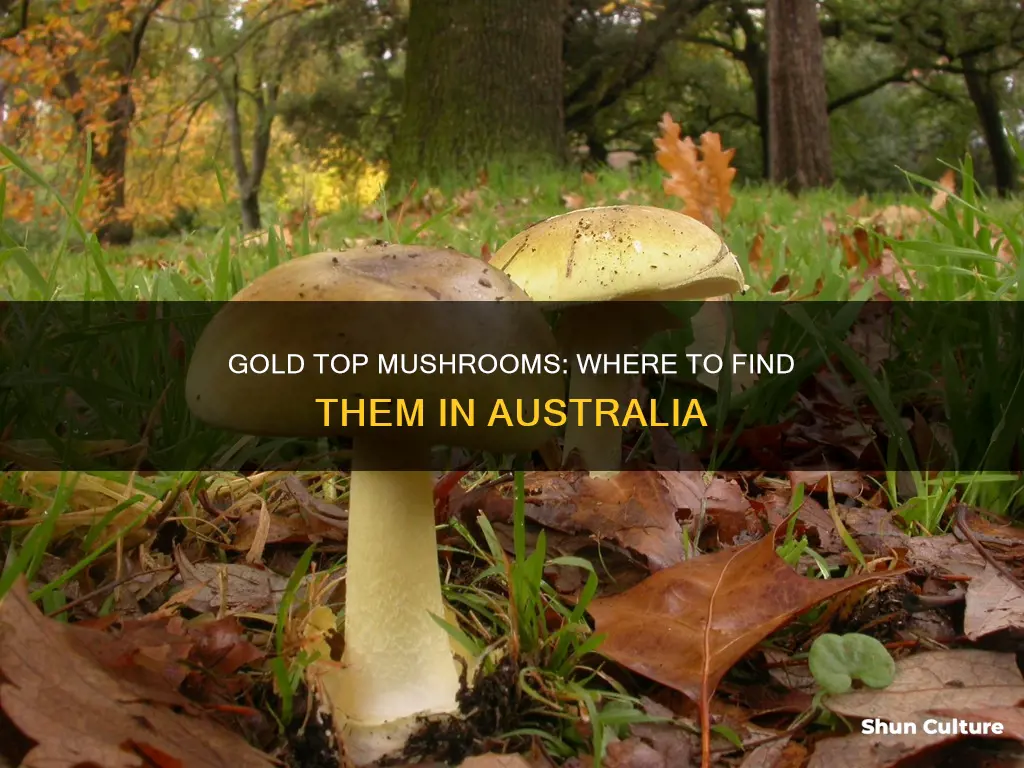 where to find gold top mushrooms in australia