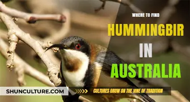 Discover Australia's Hummingbird Hotspots