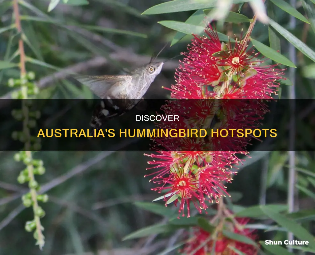 where to find hummingbirds in australia