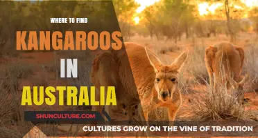 Exploring Australia: Where to Spot Kangaroos