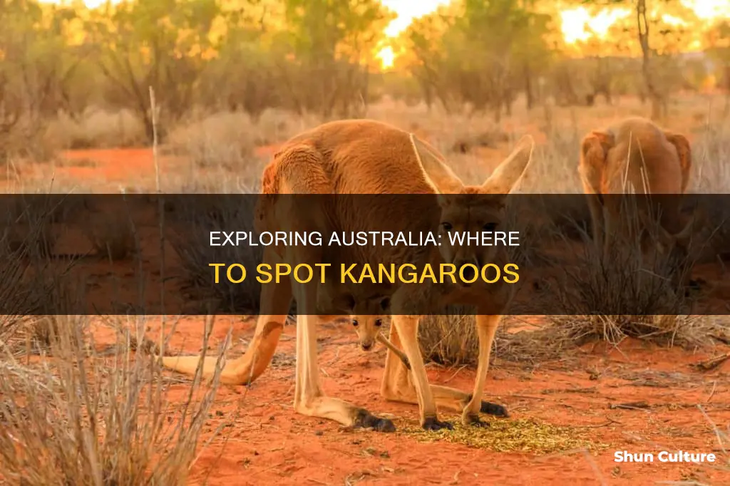where to find kangaroos in australia