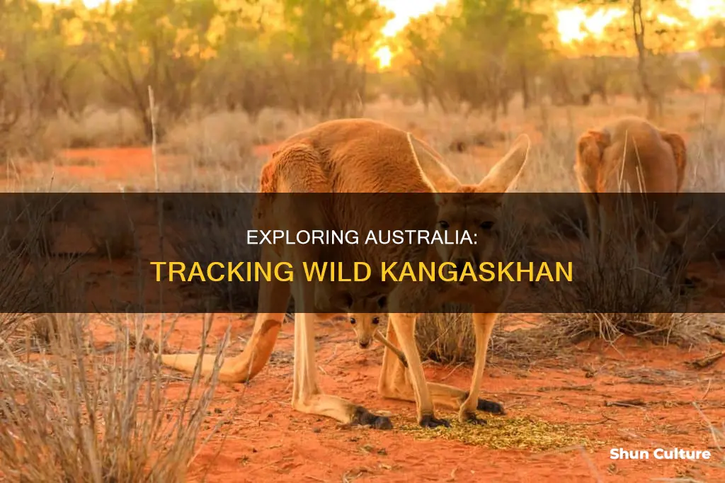where to find kangaskhan in australia