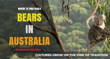 Tracking Koalas: Best Australian Wildlife Spots
