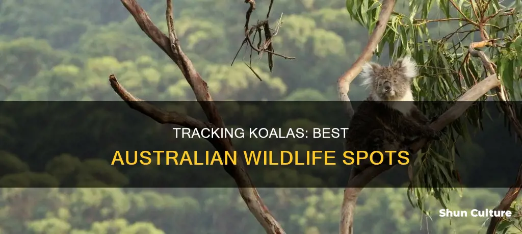 where to find koala bears in australia