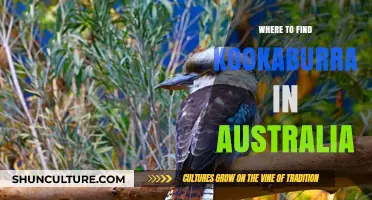 Exploring Australia: Where to Find Kookaburras