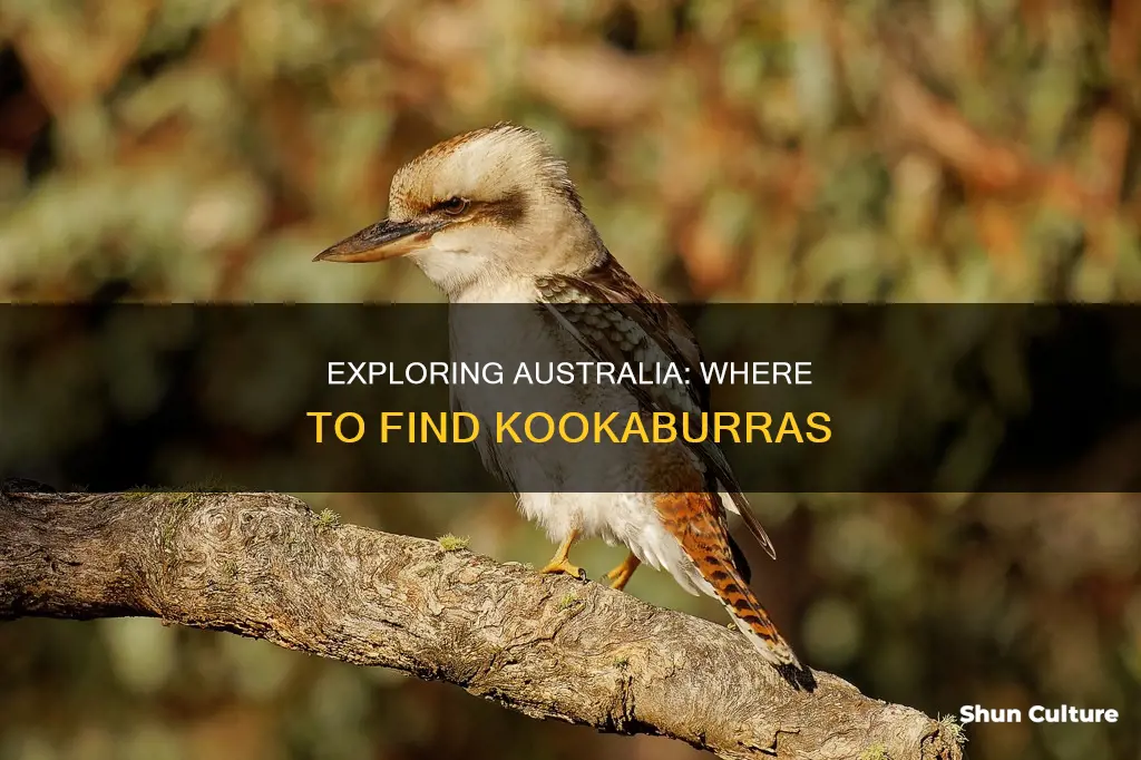 where to find kookaburra in australia
