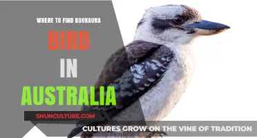 Exploring Australia: Finding the Elusive Kookaburra