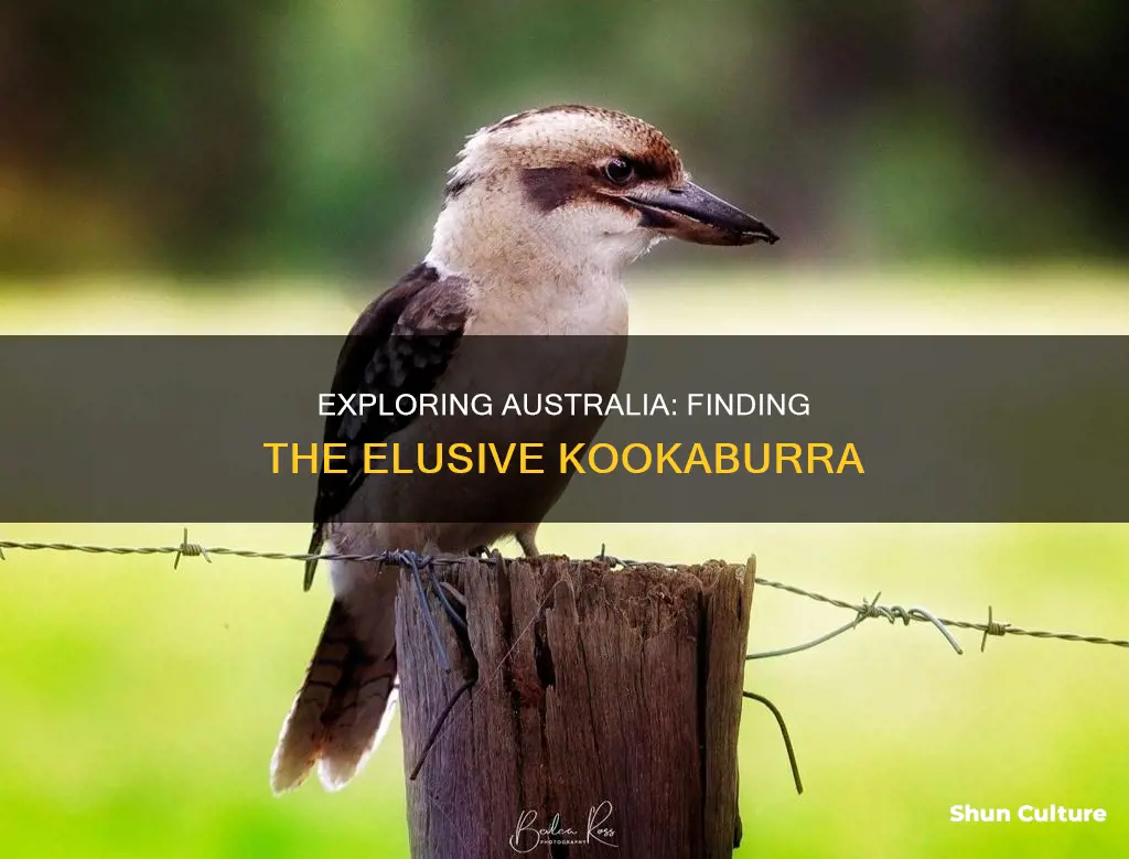 where to find kookaura bird in australia