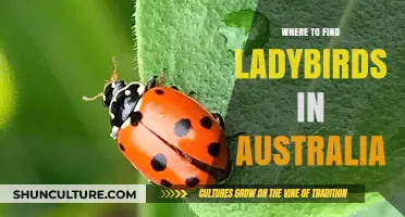 Ladybirds: Where to Find Them in Australia