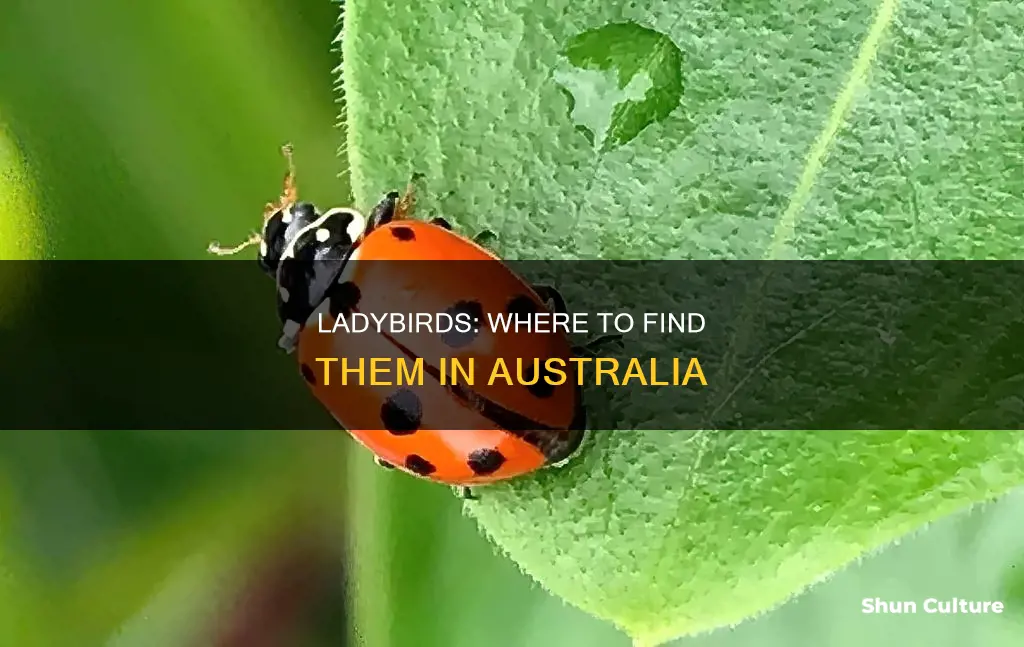 where to find ladybirds in australia