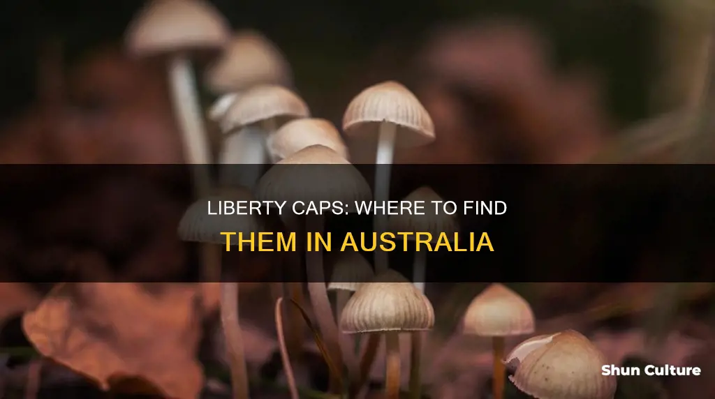 where to find liberty caps australia