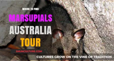 Exploring Australia's Marsupials: A Tour Guide