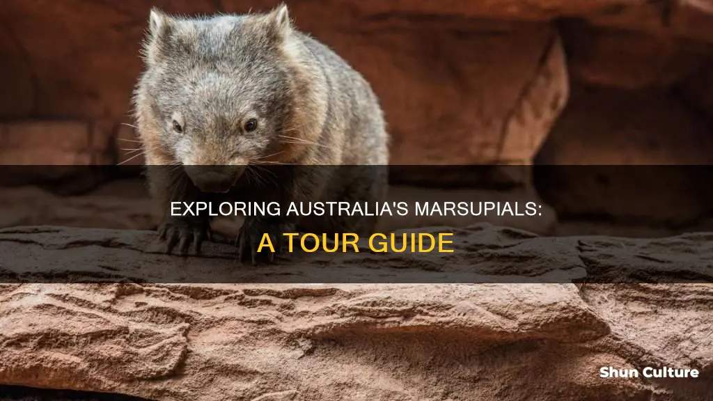 where to find marsupials australia tour