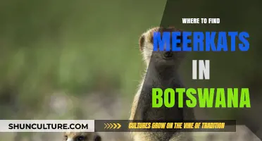 Discover Botswana's Meerkat Hotspots: Top Locations to Spot These Adorable Creatures