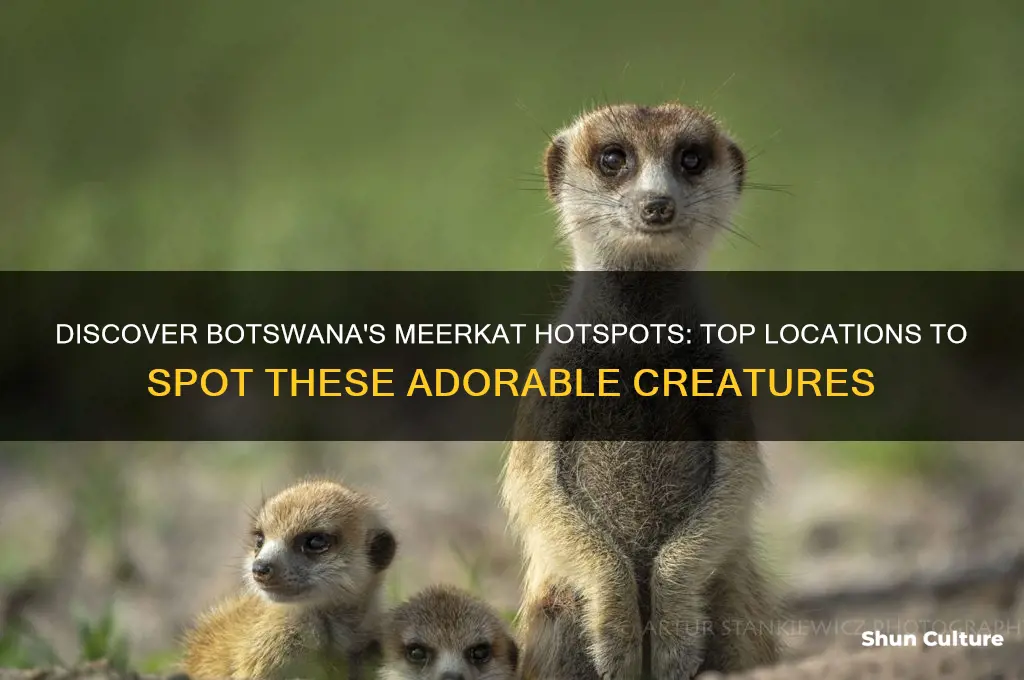 where to find meerkats in botswana