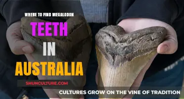 Finding Megalodon Teeth in Australia: A Guide