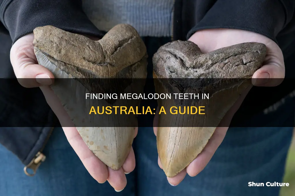 where to find megalodon teeth in australia