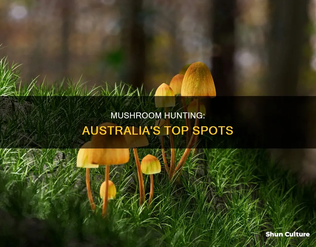 where to find mushrooms australia