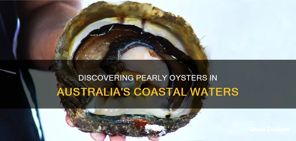 where to find oysters with pearls in australia